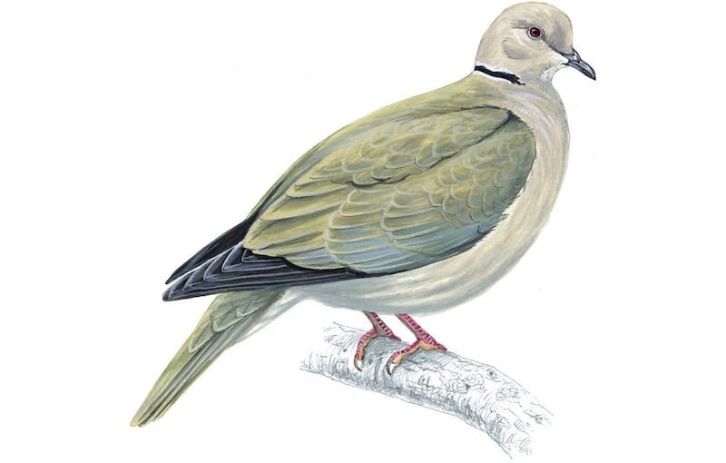 Collared dove Streptopelia decaocto, artwork. Illustration: Mike Langman/rspb-images.com. For Ireland's most common garden birds poster, May 2021.