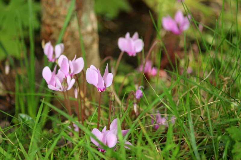The Cyclamen hederifolium. Photograph: Getty Images/iStock