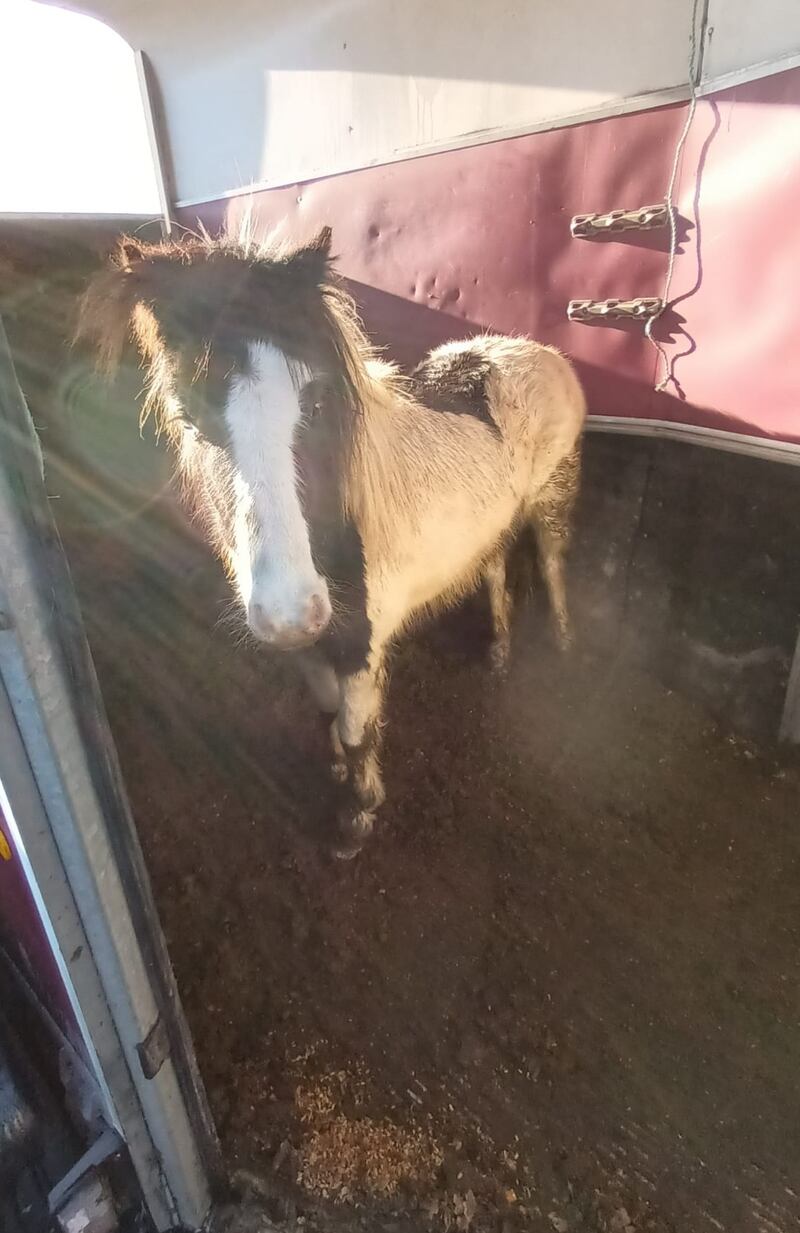 One of the horses rescued as part of the operation. Photograph: An Garda Síochána