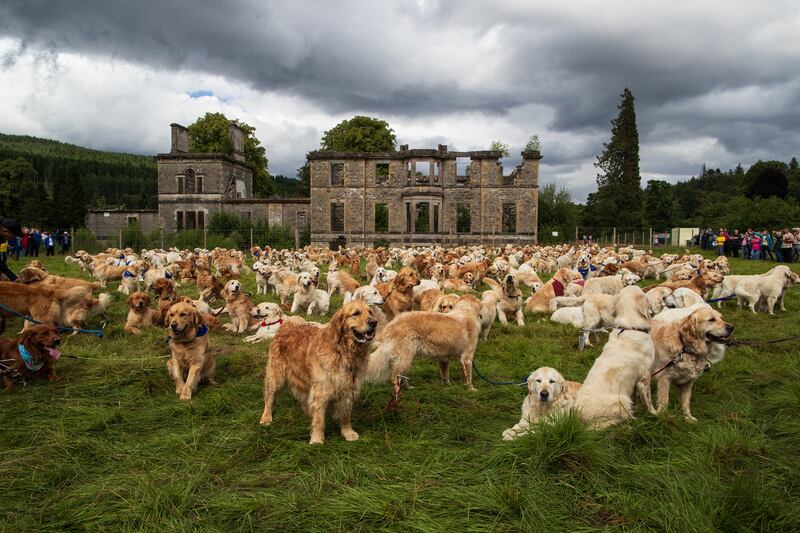 Golden retrievers from all over the world gather outside the ruins of Guisachan House during the Guisachan Gathering this month. Photograph: Roddy Mackay/The New York Times
                      
