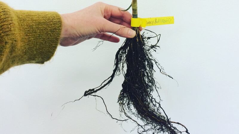 A root stock with tree graft ready for planting
