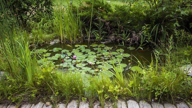 Waterlogged gardens can provide the perfect opportunity to create a wildlife-friendly pond. Photograph: iStock