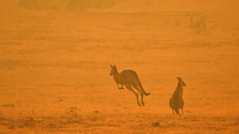 A kangaroo jumps in a field amidst smoke from a bushfire in Snowy Valley on the outskirts of Cooma on Saturday. Photograph: Saeed Khan/AFP/ Getty Images