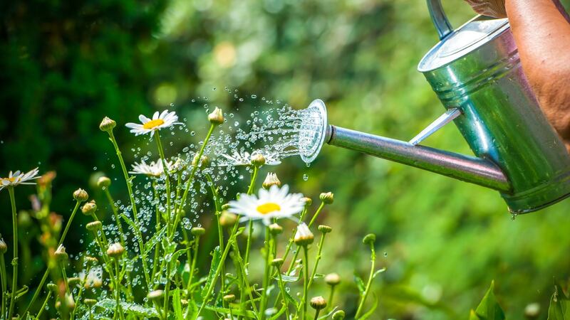 Watering flowers with a watering can