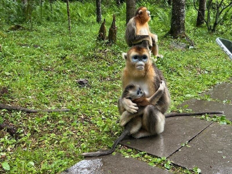 Golden snub-nosed monkeys in Shennongjia Forest, Hubei province