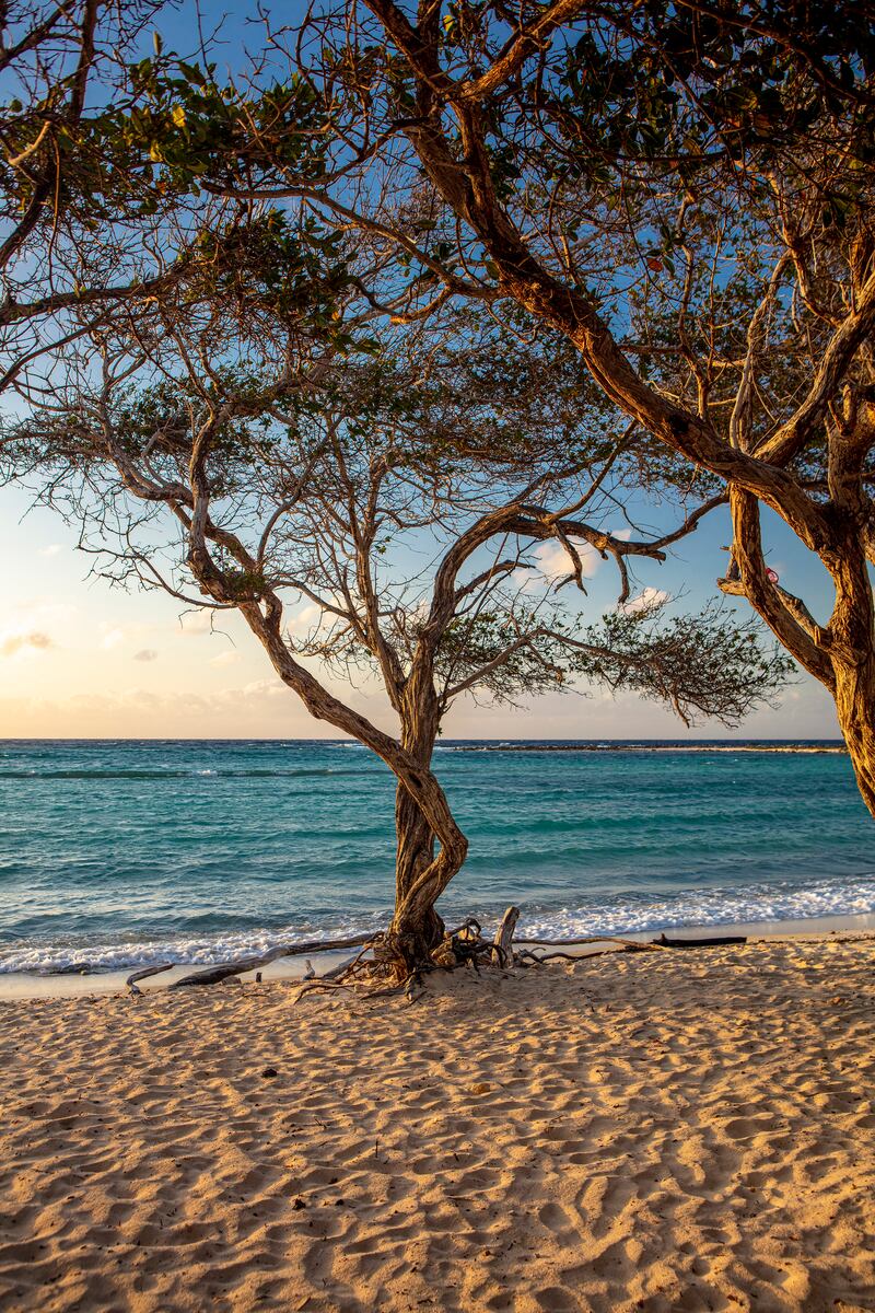 Winds on Aruba are so constant that the island’s postcard image is a divi divi tree shaped by the wind, like this one on the island’s Baby Beach. Photograph: Scott Baker/The New York Times
                      