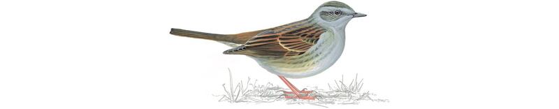 Dunnock. Illustration: Mike Langman/rspb-images.com. For Ireland's most common garden birds poster, May 2021.