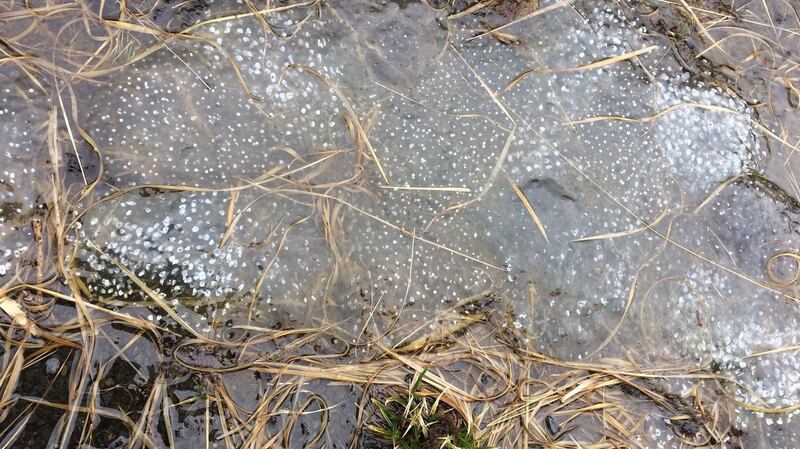 Frog spawn containing fungal infection. As a result tadpoles will not develop. spawn