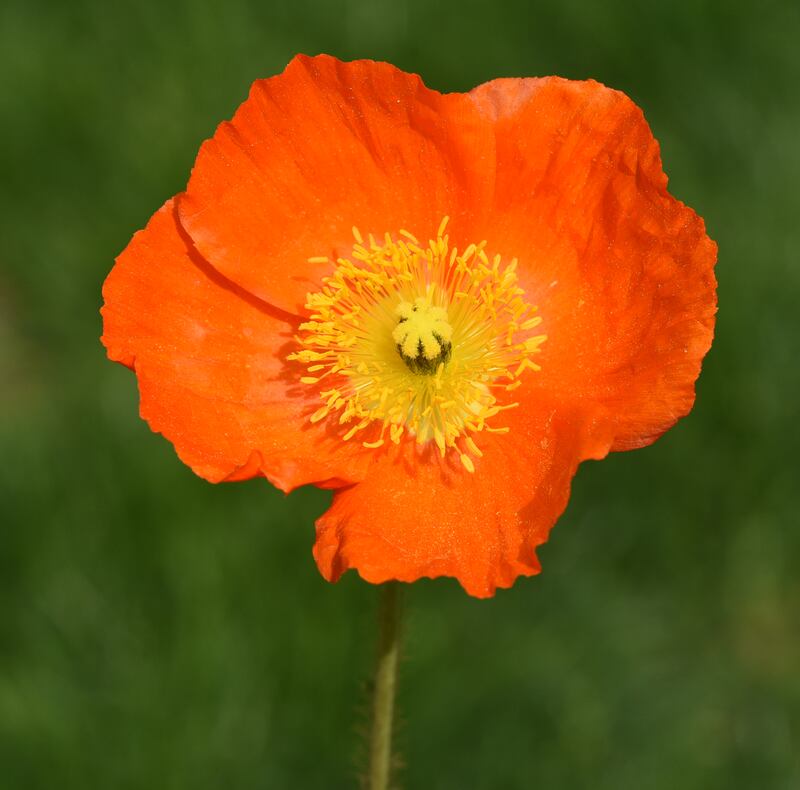 Icelandic poppy: Outlandishly beautiful but famously capricious