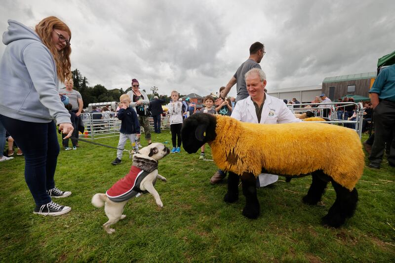 Aoibhe Costello with her pug dog called Bruce with Eamonn Duffy and his eight-month-old Suffolk Supreme sheep called Kells Bacardi at the show. Photograph: Alan Betson/The Irish Times