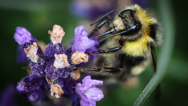 Bees on lavender in Adam Bermingham’s garden in Flemingstown Park, Churchtown. Photograph: Crispin Rodwell