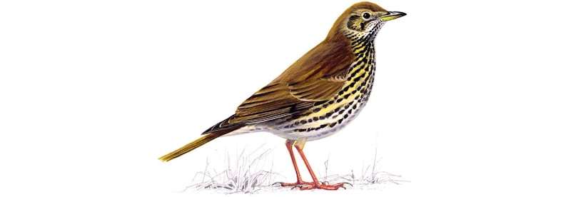 Song thrush Turdus philomelos, artwork. Illustration: Mike Langman/rspb-images.com. For Ireland's most common garden birds poster, May 2021.