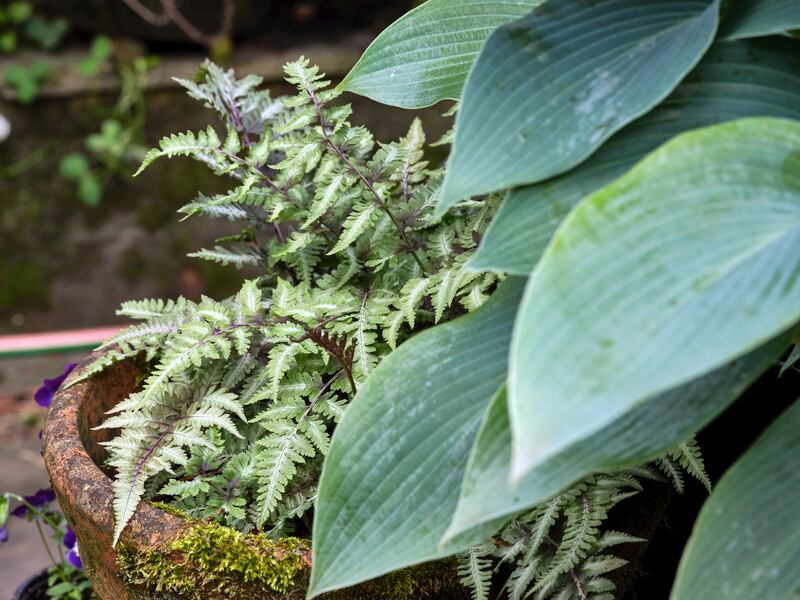 Hosta, one of the many species that thrive in our temperate, maritime Irish climate. Photograph: Alamy/PA