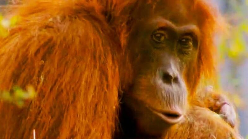 The Secret Life of the Zoo at Christmas