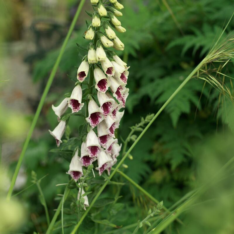 Foxgloves growing in an Irish garden.  Photograph: Richard Johnston