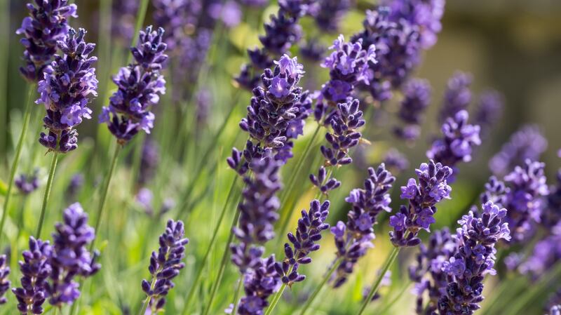 Lavender should be harvested for drying just as the flower spikes are about to open. Photograph: iStock