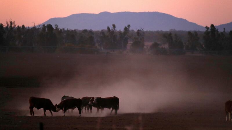 Cattle  kick-up dust at sunset in north-western New South Wales. Photograph: David Gray/Reuters