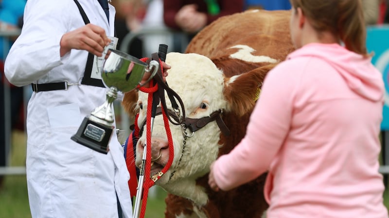 Tullamore Show  attracts  cattle, sheep, and equine breeders from all over the country. Photograph: Nick Bradshaw