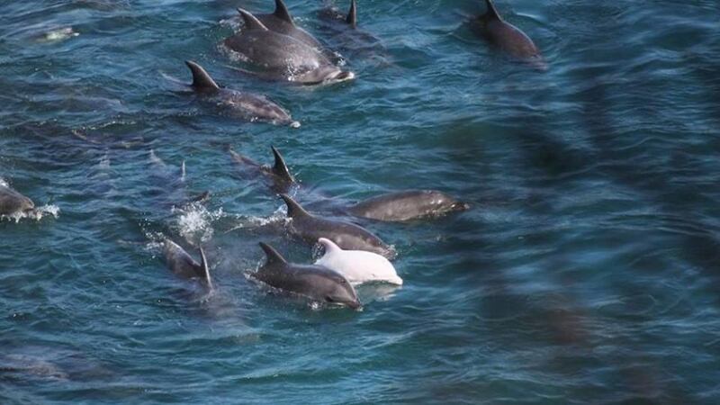 A handout picture provided by the Sea Shepherd organization  shows a rare albino calf swimming close to its mother as the pod is herded into the cove during the annual dolphin hunt in Taiji. Photograph: EPA