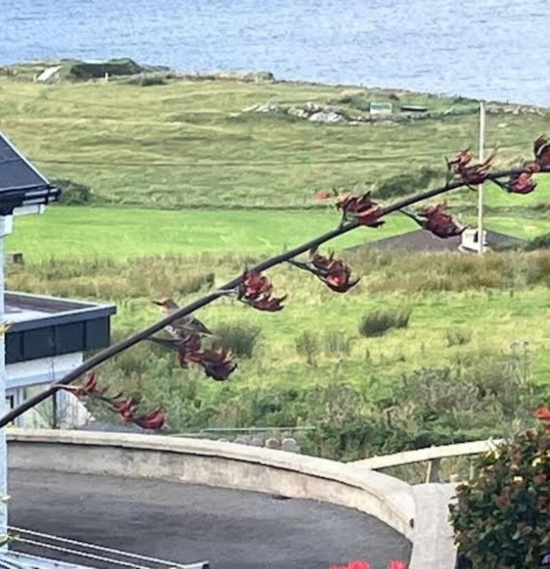 New Zealand flax. Photograph supplied by Brian McGovern