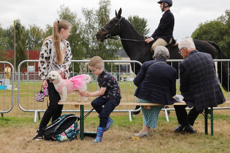 Cleo, a Maltese and Bichon cross, with owner Teddy from Kells, preparing to compete in the dog show at the Virginia Show. Photograph: Alan Betson/The Irish Times

