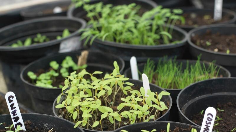 January is the month to get in supplies of fresh seed as well as seed compost. Photograph: Richard Johnston