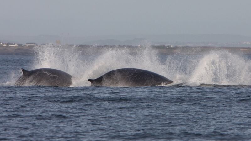 Fin whales