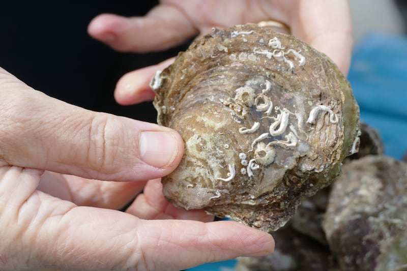 A native oyster shell. Photograph: Laoise Murray