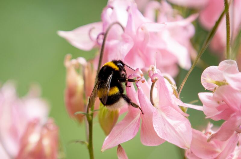 Aquilegia flowers. Photograph: Tom Honan/The Irish Times.