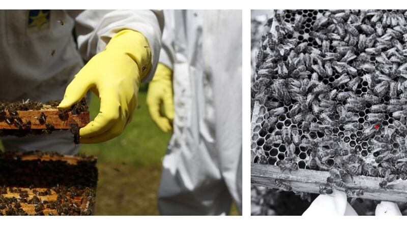 Christine Mackey, Beekeeper with Combe, 2019, documentation, and Spot The Queen, 2019, (Courtesy of the Artist)
