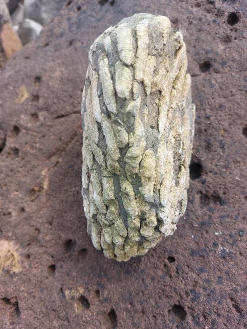 This cluster of fossilised crinoid stems formed about 350 million years ago. Photograph: Frank Folan