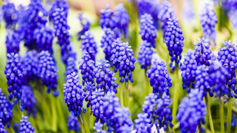Grape hyacinth. Photograph: iStock