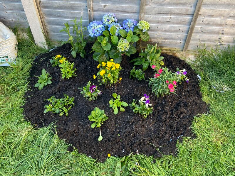 In terms of flowers I chose pansies, violas, salvia, a fuchsia, a hydrangea, aquilegia, verbena, centaurea and dianthus