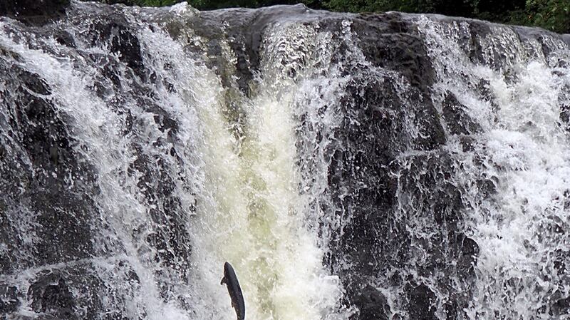 The biggest overriding problem is “marine moralities”, which have reached a level of 96%. File photograph: Getty