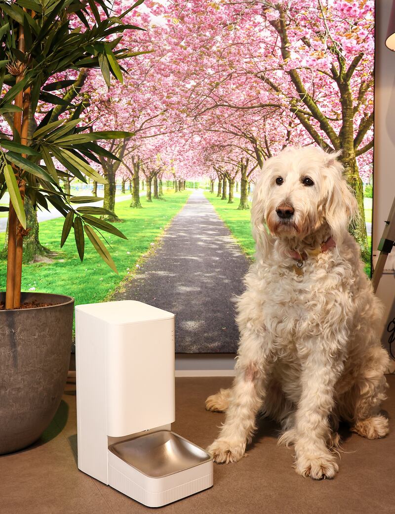 Petcube Bites2lite Treat Dispenser, Three, €170. Photograph: Marc O'Sullivan