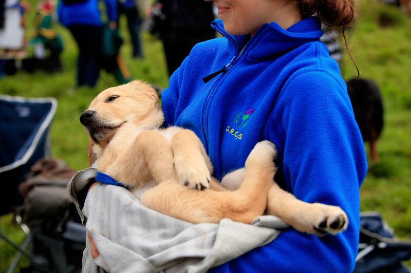 A golden retriever puppy at the Guisachan Gathering. Photograph: Roddy Mackay/The New York Times
                      