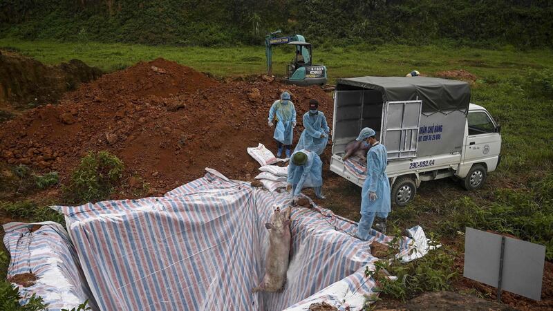 Health officials and veterinarians throw a dead pig into an isolated quarantined pit in Hanoi to stop the spread of swine fever. Photograph: Getty
