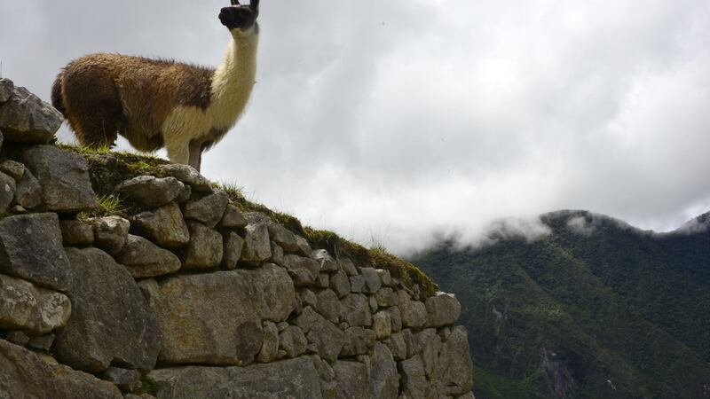Photograph: Cris Bouroncle/Getty Images
