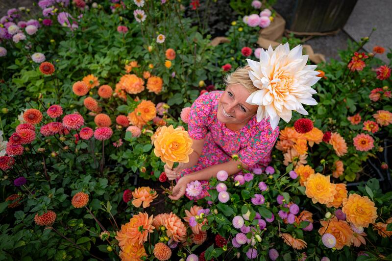 A dahlia display at Stonehenge in September 2023. Photograph: Ben Birchall/PA Wire 