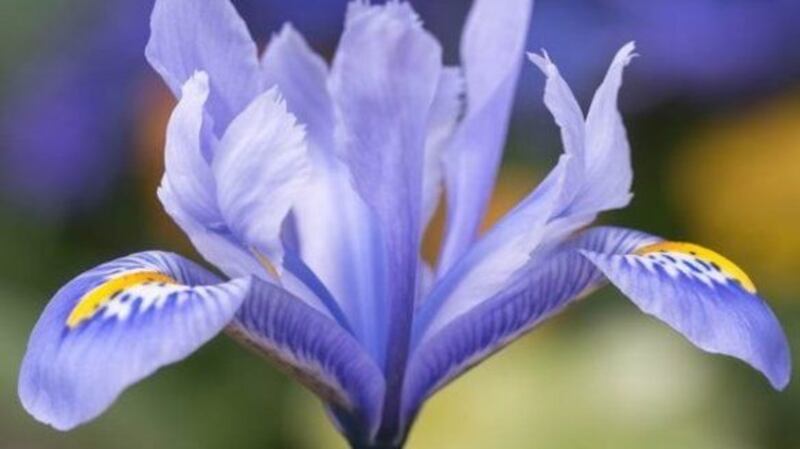 Iris reticulata ‘Alida’. Photograph: Peter Nyssen