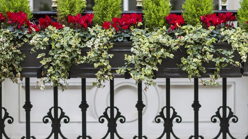 The winter window box is designed for flinty endurance. Photograph: David C Phillips/Getty