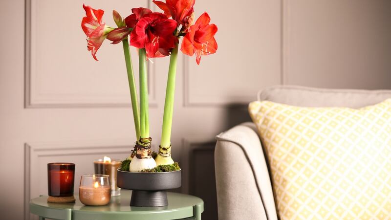 Fast-growing fleshy amaryllis bulbs can be planted this month for  some post-Christmas cheer. Photograph: iStock