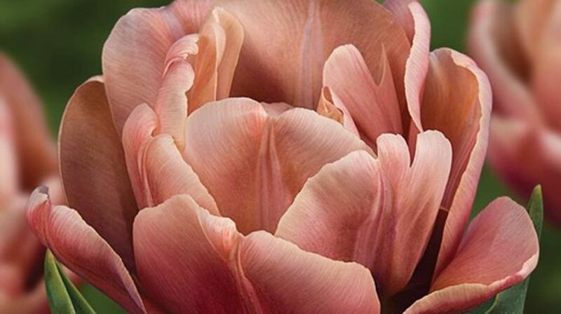 Tulip ‘La Belle Epoque’.