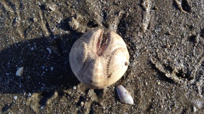Eyes on nature: the potato-urchin shell that Matthew Geraghty  found on Clogherhead beach, in Co Louth