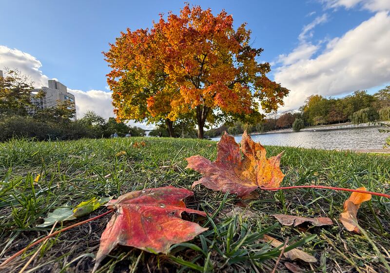 Leaves changing to their autumnal colours in Berlin's Kreuzberg district, Germany. Photograph: David Gannon/AFP via Getty Images