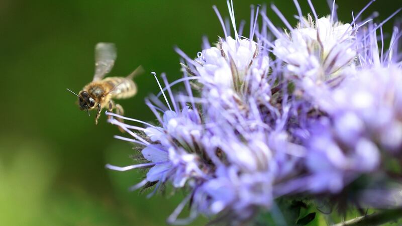 A bee among the Phacelia crop in  Rathdrum, Co Wicklow. Photograph: Nick Bradshaw/The irish Times