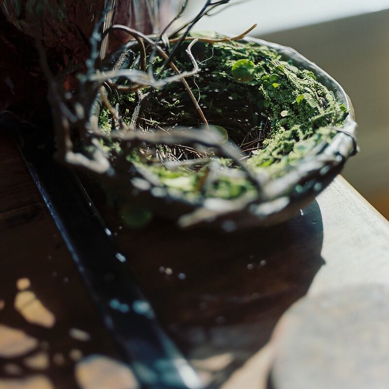 In the garden of John Shields. Photograph: Leslye Davis/The New York Times