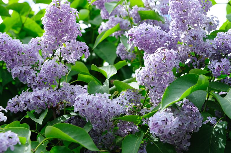 Lilac syringa. Photograph: Ralf Antblad/Getty Images