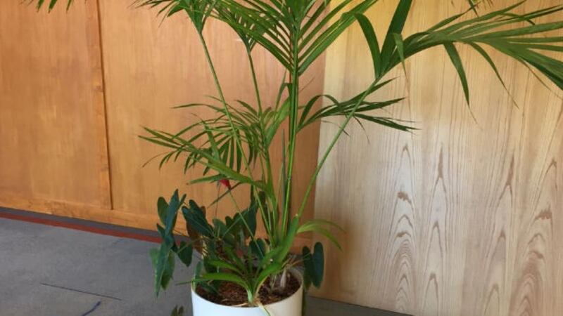 One of the plants from the former Central Bank building  to be auctioned.