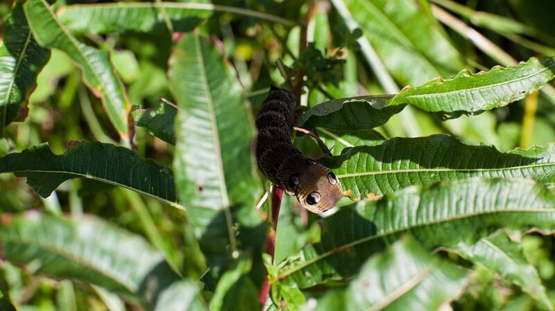 An elephant hawk moth caterpillar. Photograph: John Daly/Inspire Group